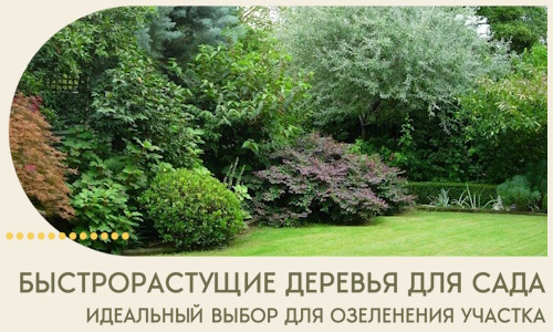 Быстрорастущие деревья для сада идеальный выбор в Кондопоге