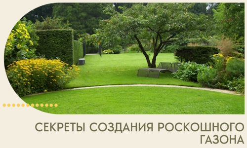 Секреты создания роскошного газона в Кондопоге